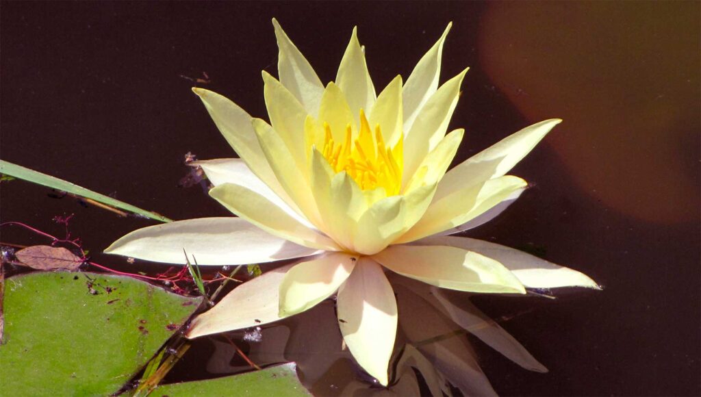 Centro yoga Druma Firenze