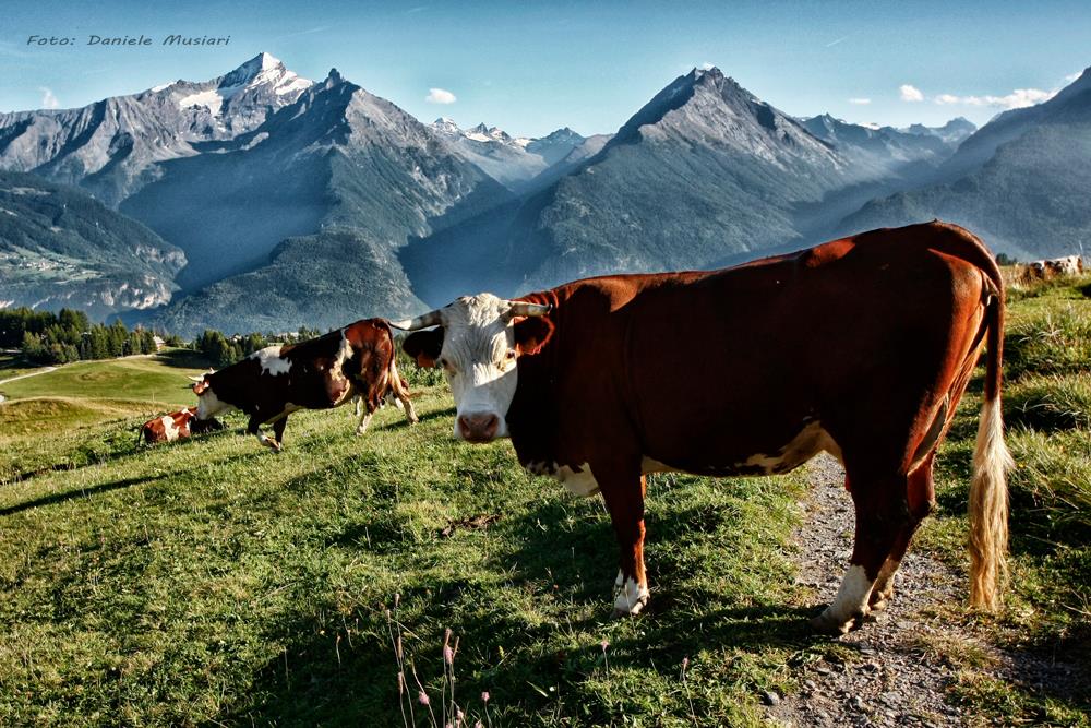 vacanza yoga montagna